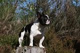 BOULEDOGUE FRANCAIS 825